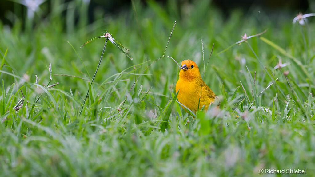 Saffron Finch