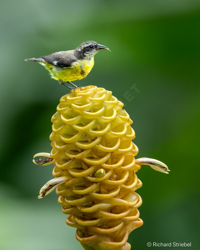 Bananaquit