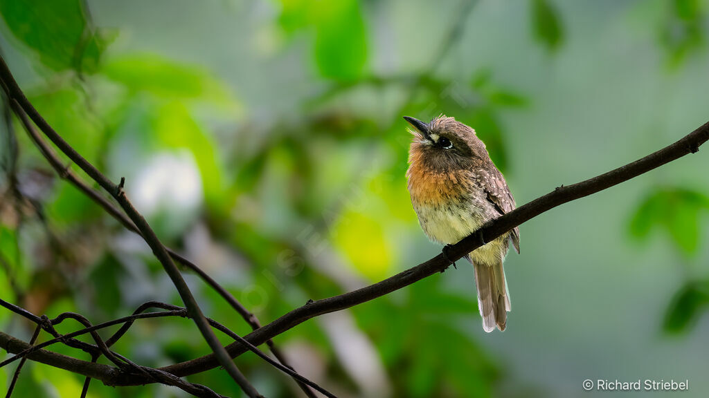 Moustached Puffbird