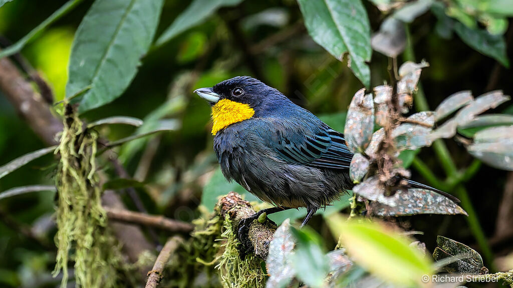 Tangara à cape bleue