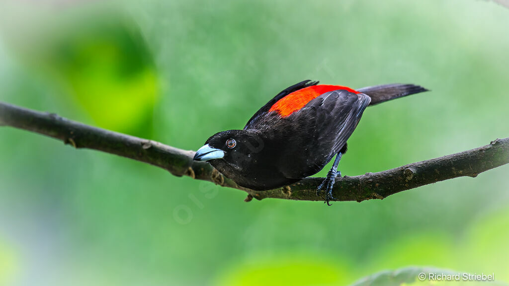 Scarlet-rumped Tanager