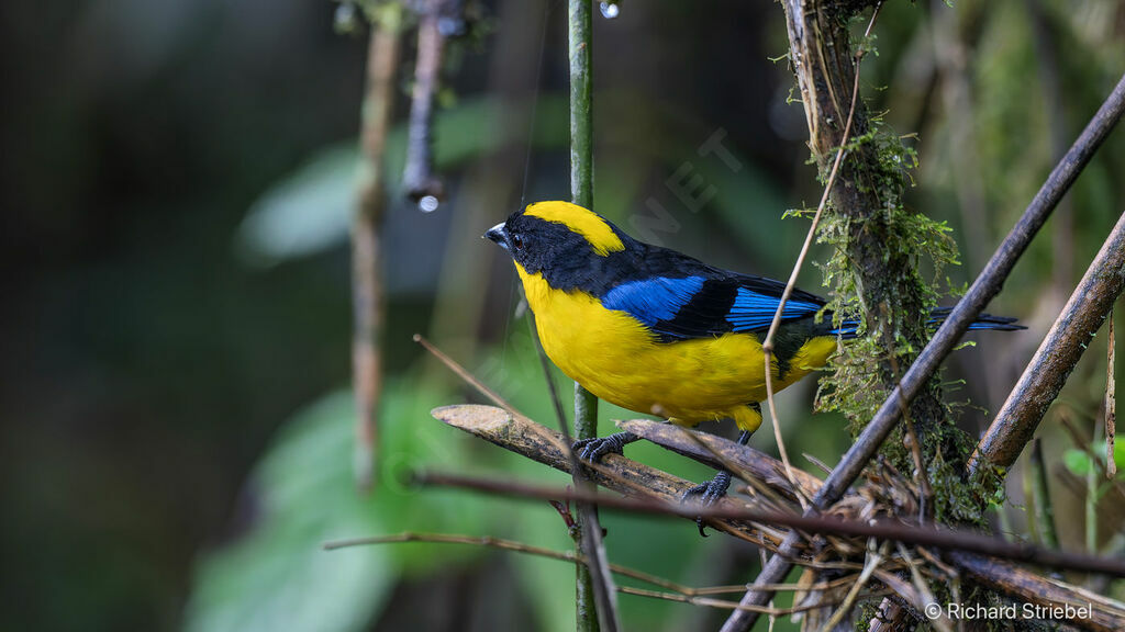 Blue-winged Mountain Tanager