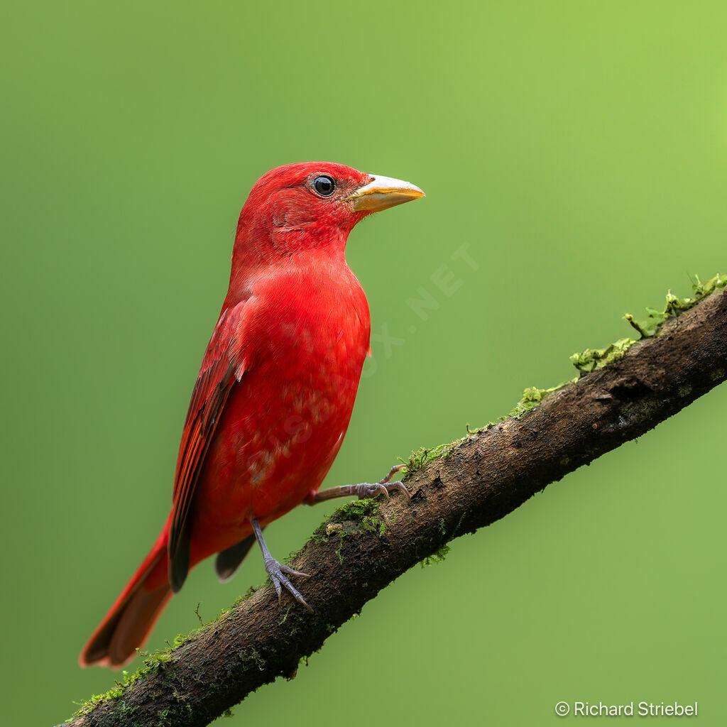 Summer Tanager