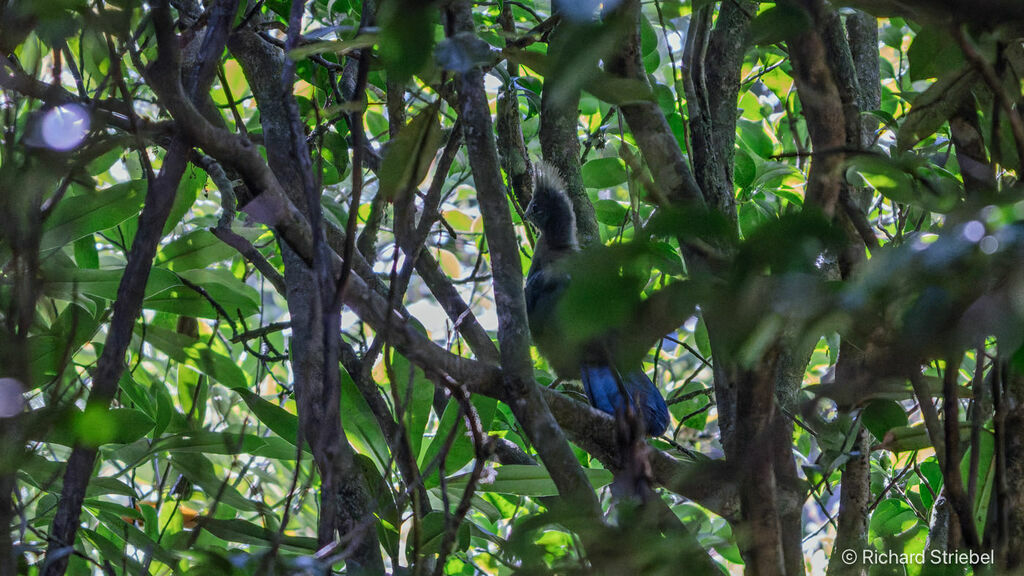 Knysna Turaco