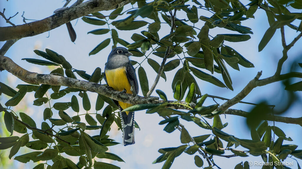 Trogon à lunettes jaunes - Trogon pattu<br /> femelle adulte