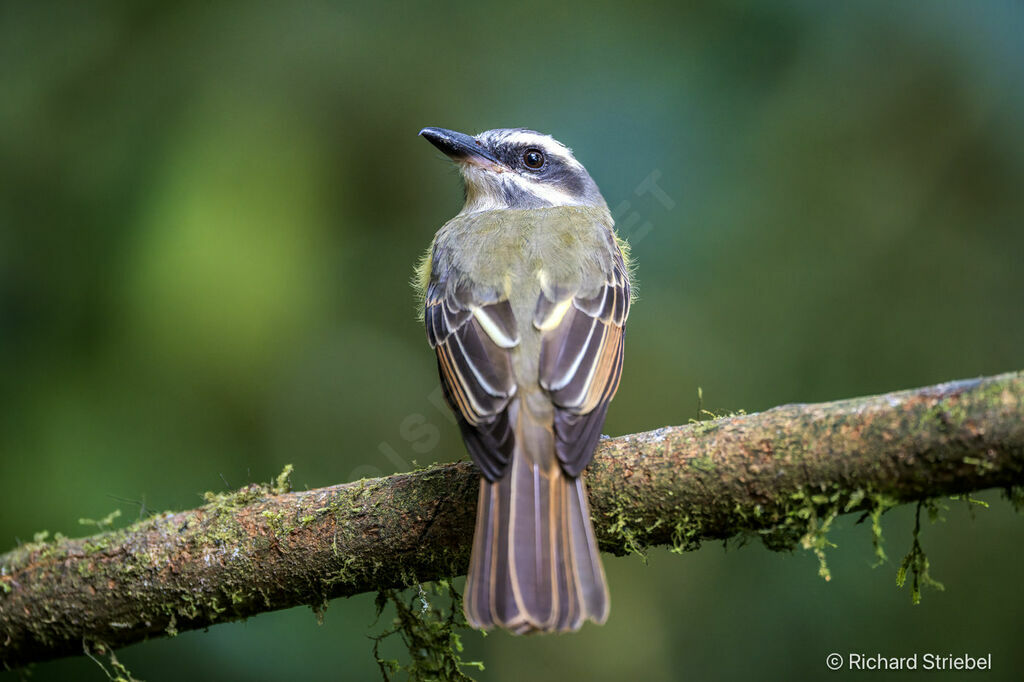 Tyran à ventre d'or