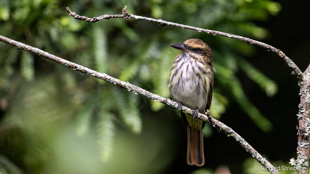 Streaked Flycatcher