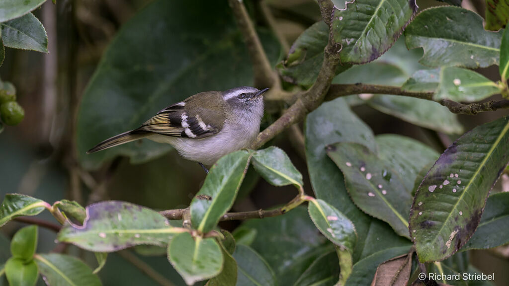 White-banded Tyrannulet