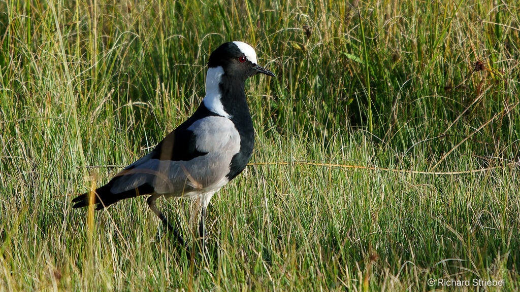 Blacksmith Lapwing