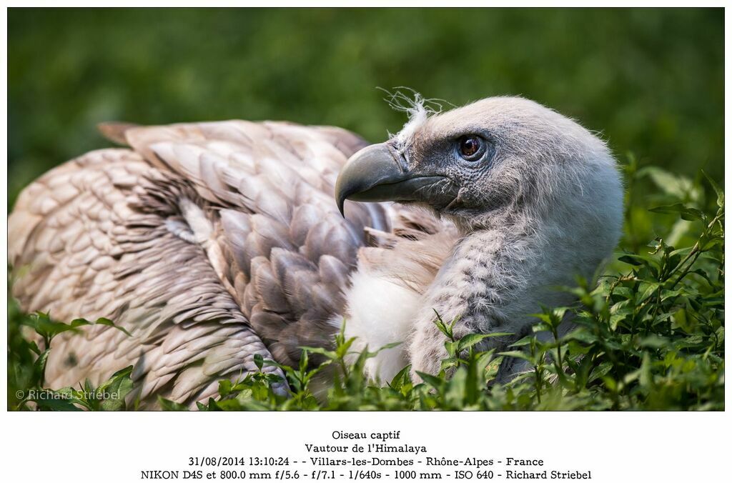 Vautour de l'Himalaya