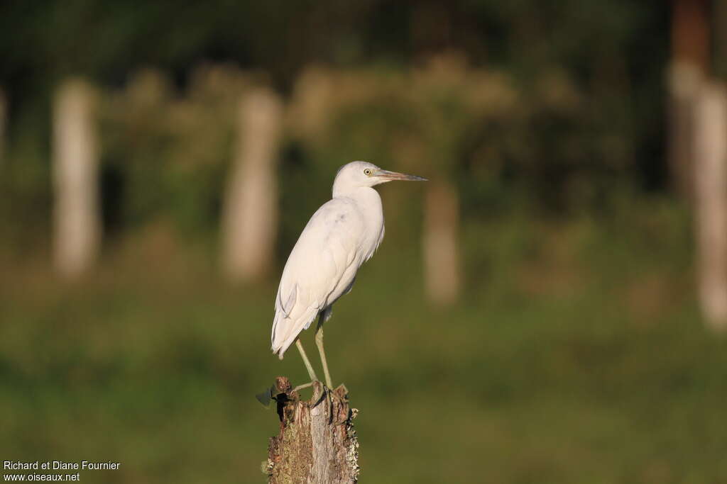 Little Blue Heronjuvenile, identification