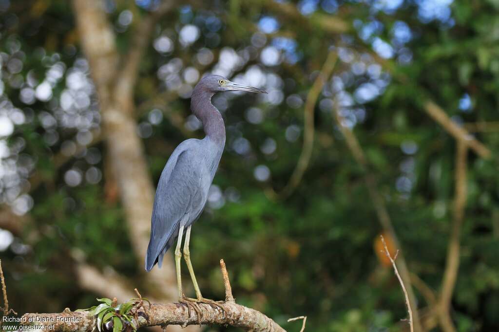 Little Blue Heronadult post breeding, habitat