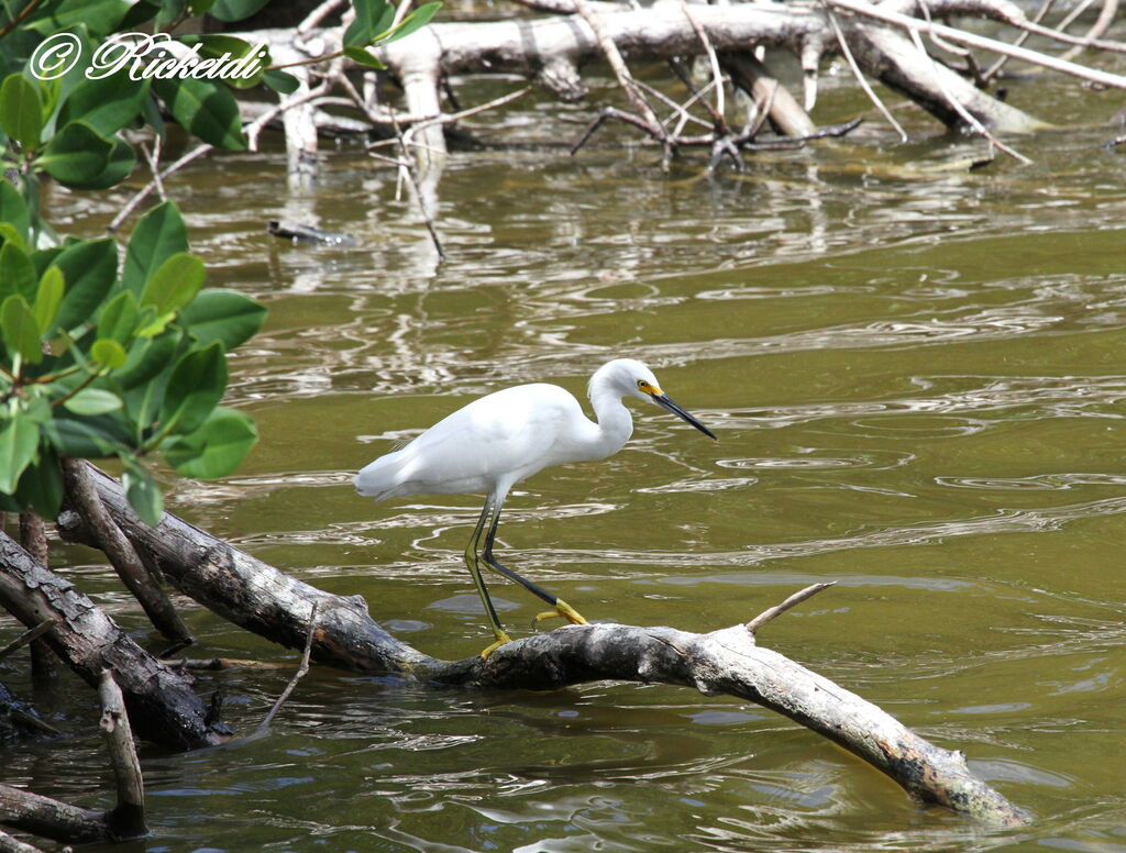 Snowy Egret