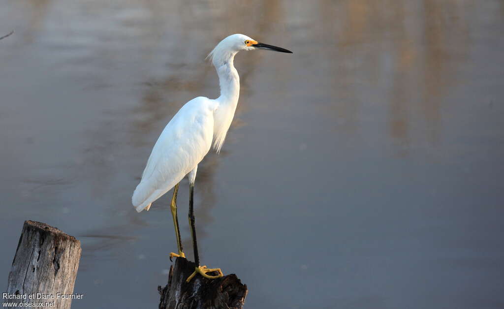 Snowy Egretadult post breeding, identification