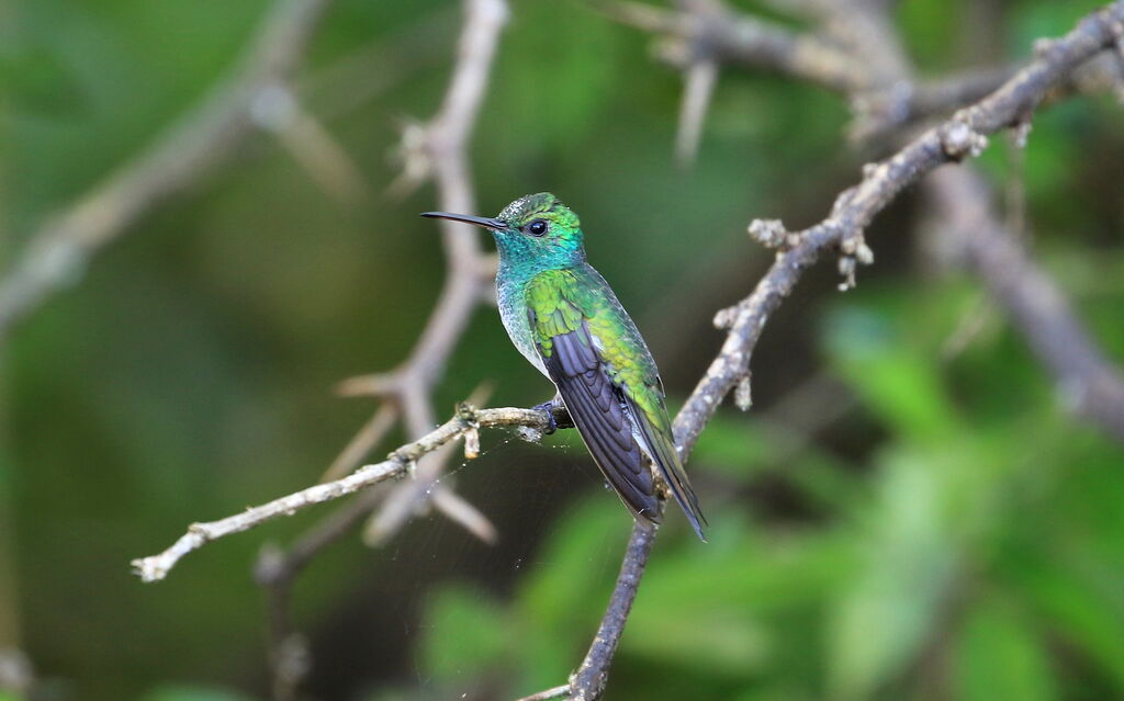 Mangrove Hummingbird