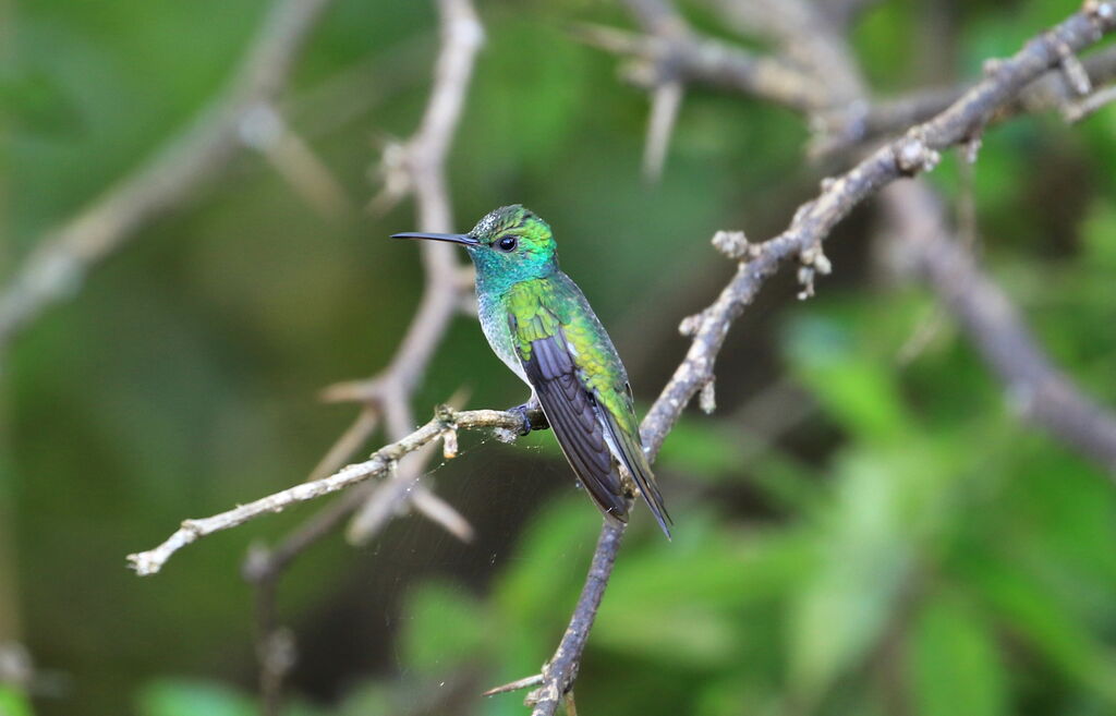 Mangrove Hummingbird