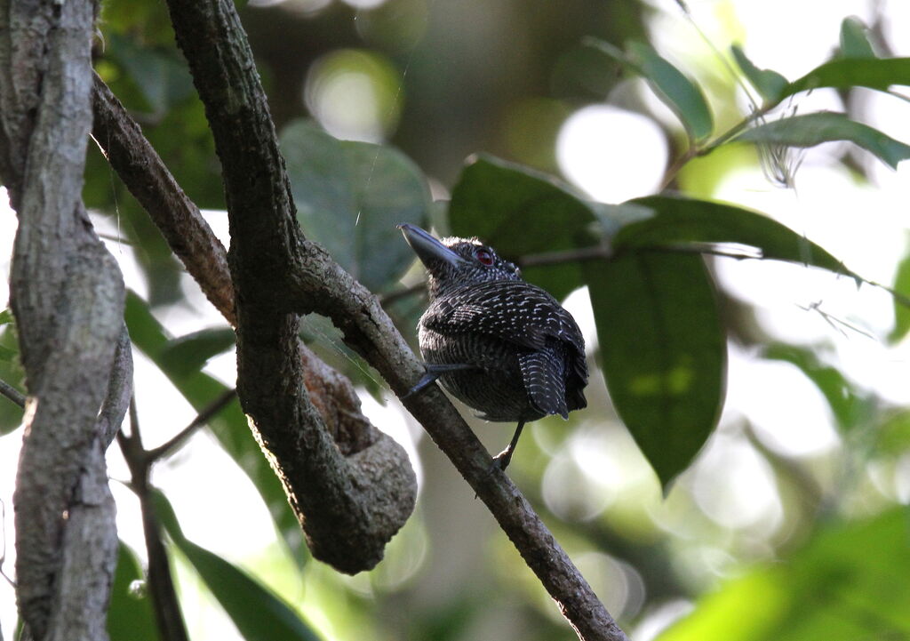 Fasciated Antshrike male