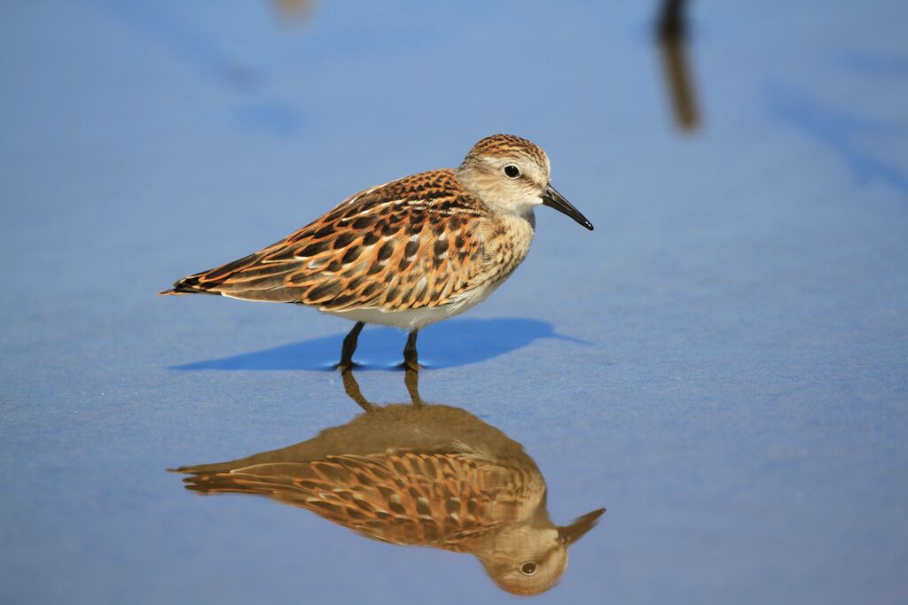 Least Sandpiper