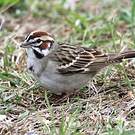Bruant à joues marron