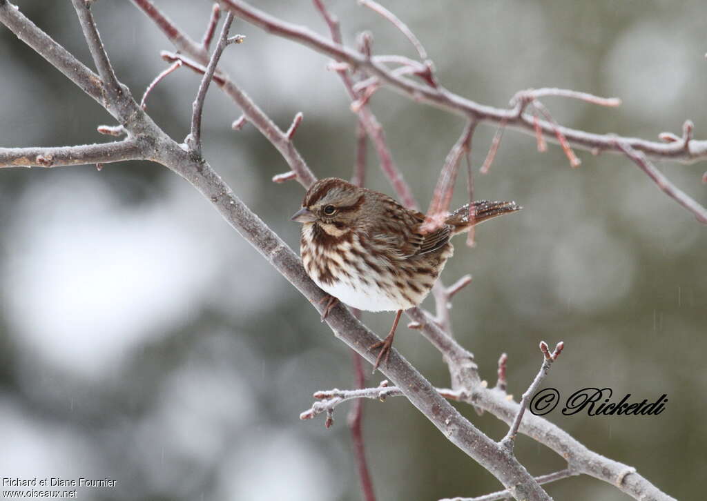 Song Sparrowadult, pigmentation