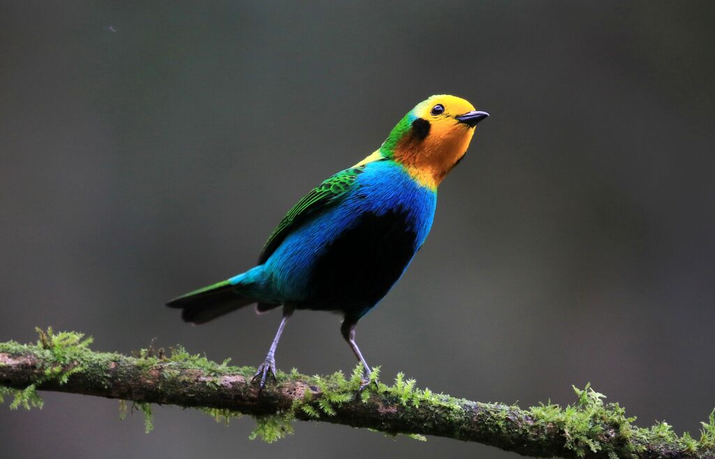 Multicolored Tanager male