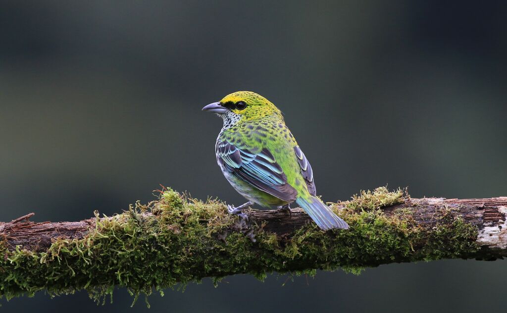 Speckled Tanager
