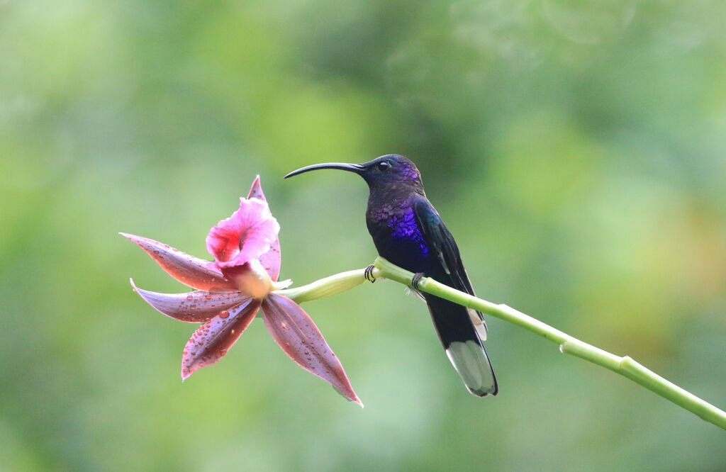Violet Sabrewing