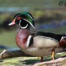 Canard carolin
