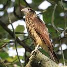 Caracara à tête jaune