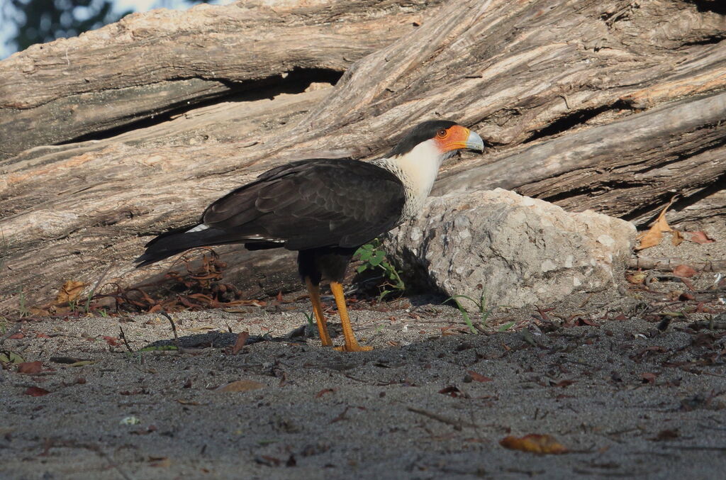 Caracara huppé