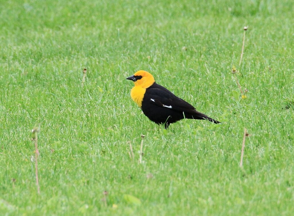 Yellow-headed Blackbird