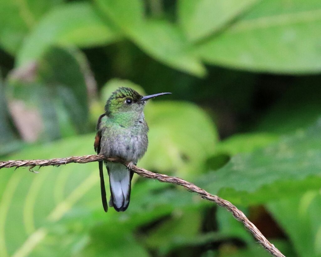 Colibri à ventre noir femelle
