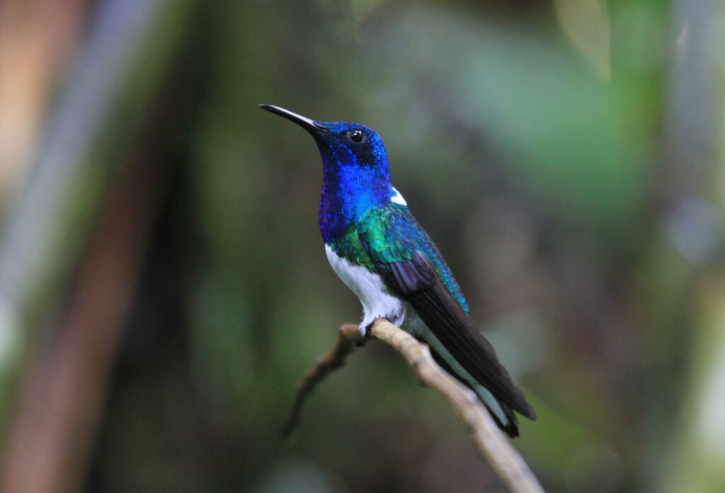 Colibri jacobin