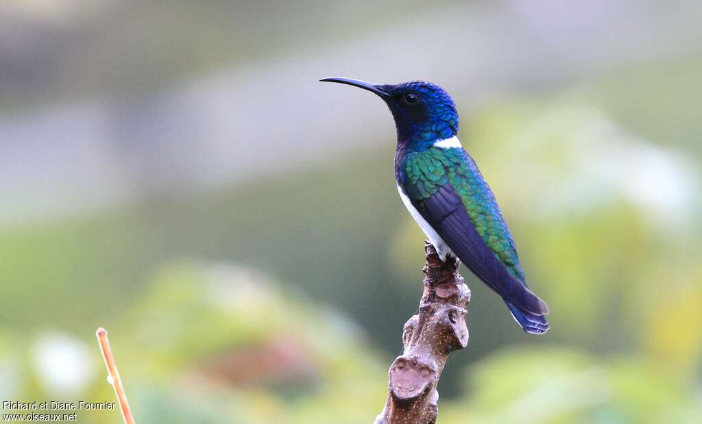 Colibri jacobin mâle adulte nuptial, identification