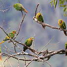 Conure de Hoffmann
