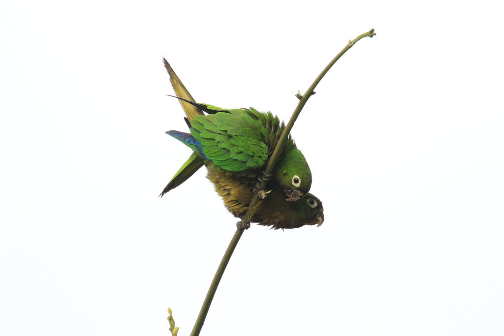 Conure naineadulte