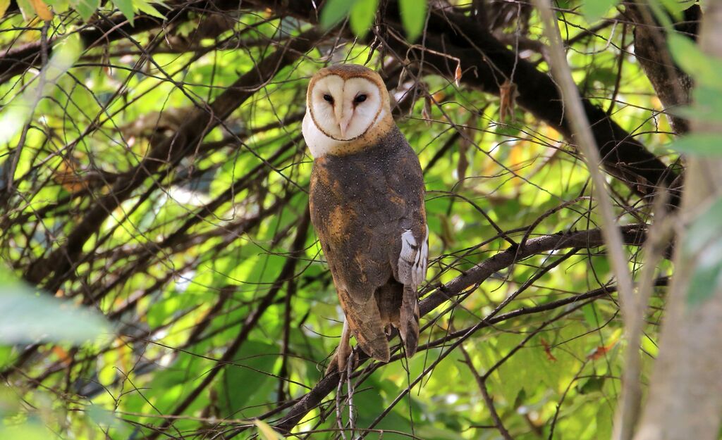 American Barn Owl