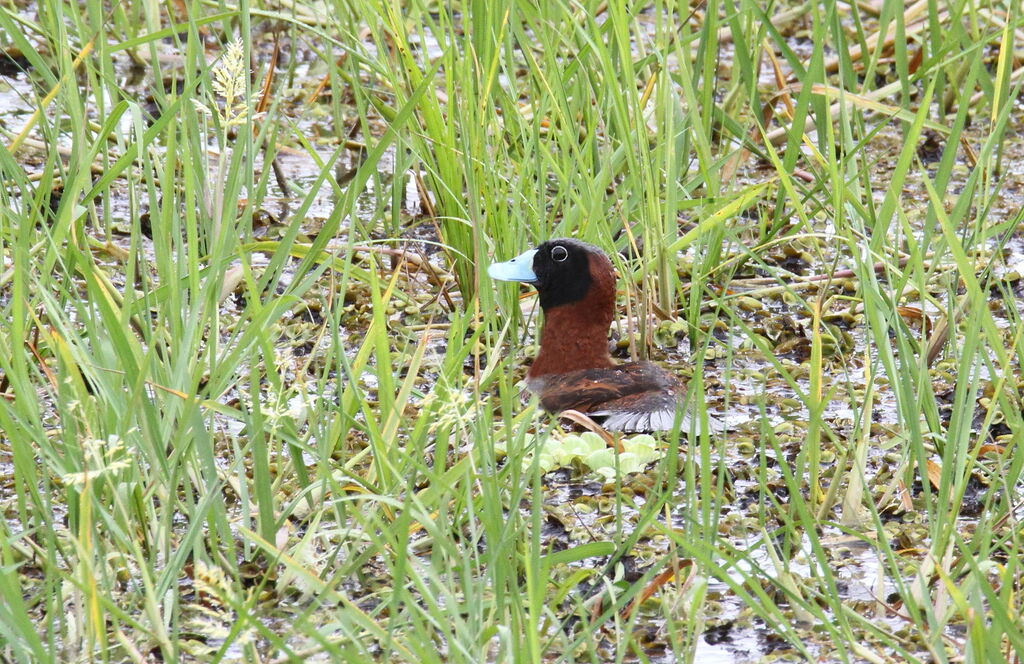 Masked Duck