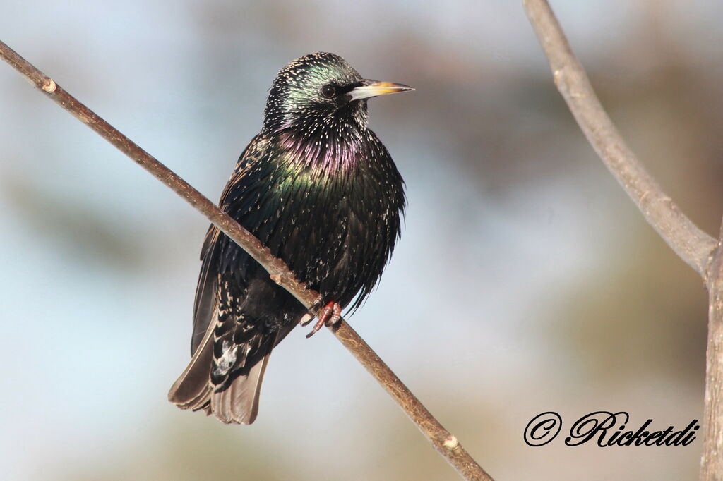 Common Starling