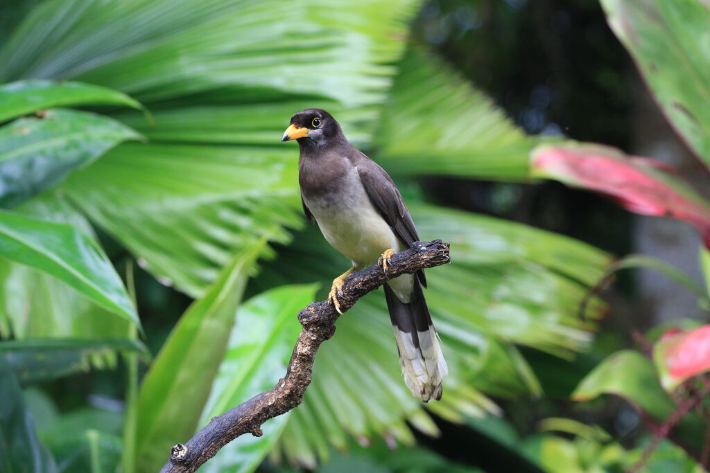 Brown Jay