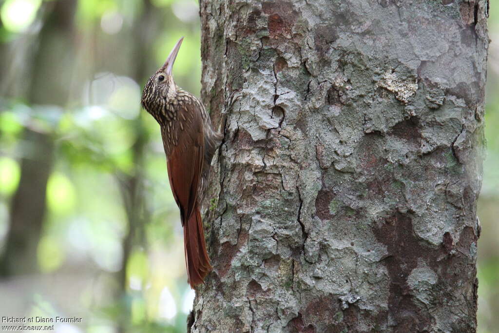 Ivory-billed Woodcreeper, identification