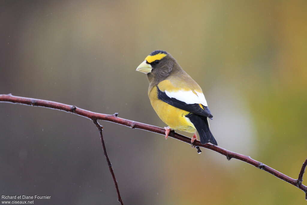 Grosbec errant, identification
