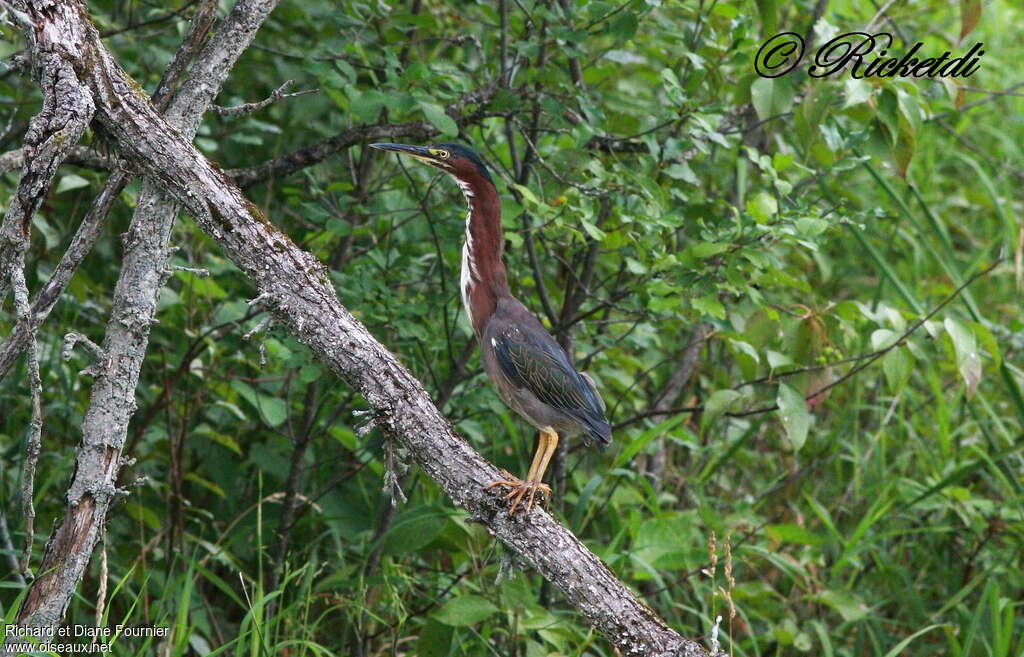 Green Heronadult, habitat, Behaviour