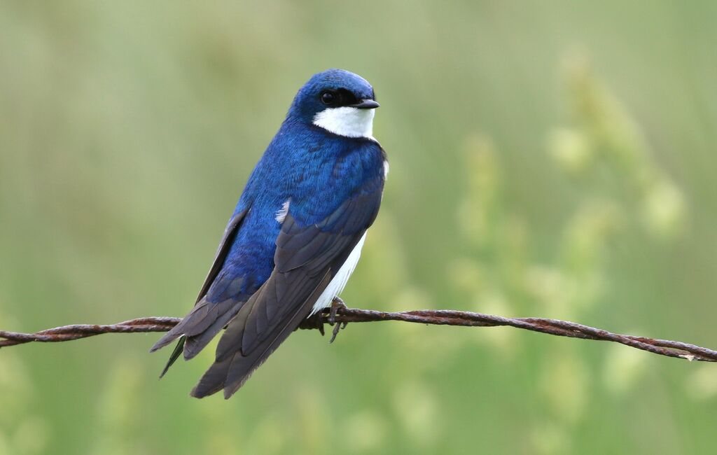 Tree Swallow