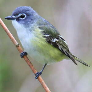Viréo à tête bleue