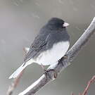 Junco ardoisé
