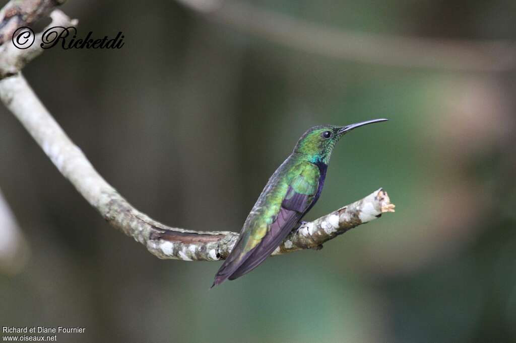 Hispaniolan Mango male adult, identification