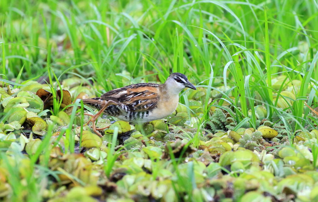 Yellow-breasted Crake