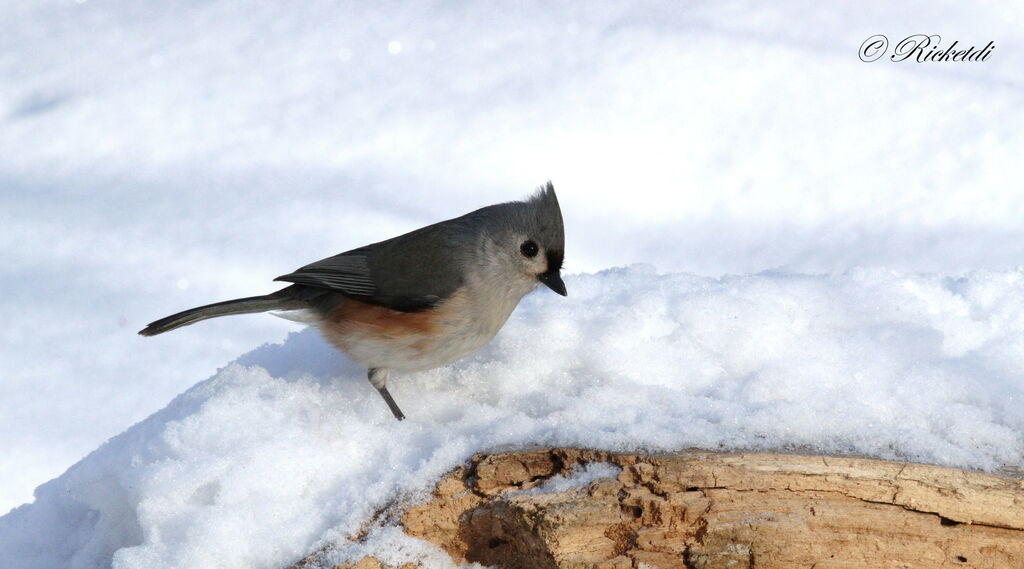 Tufted Titmouse