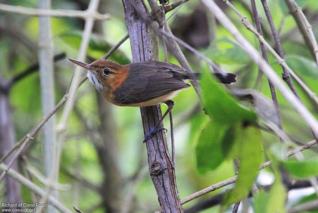 Trilling Gnatwrenadult, identification